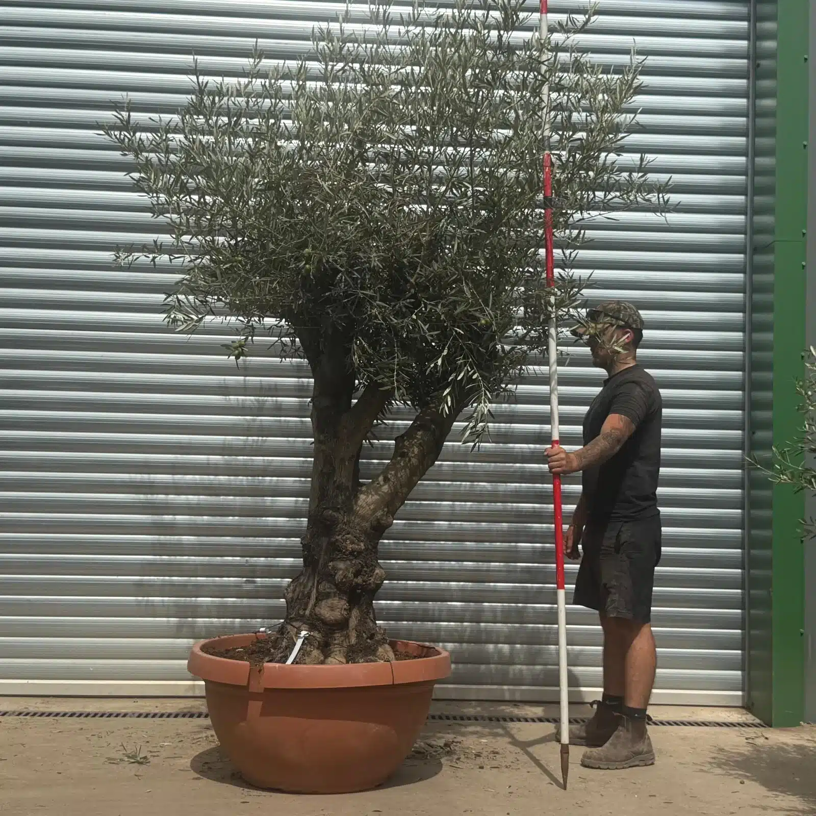 Olive Trees | Branched Olive Trees | 22367