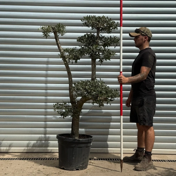 Olive Trees | Cloud Olive Trees | 22369