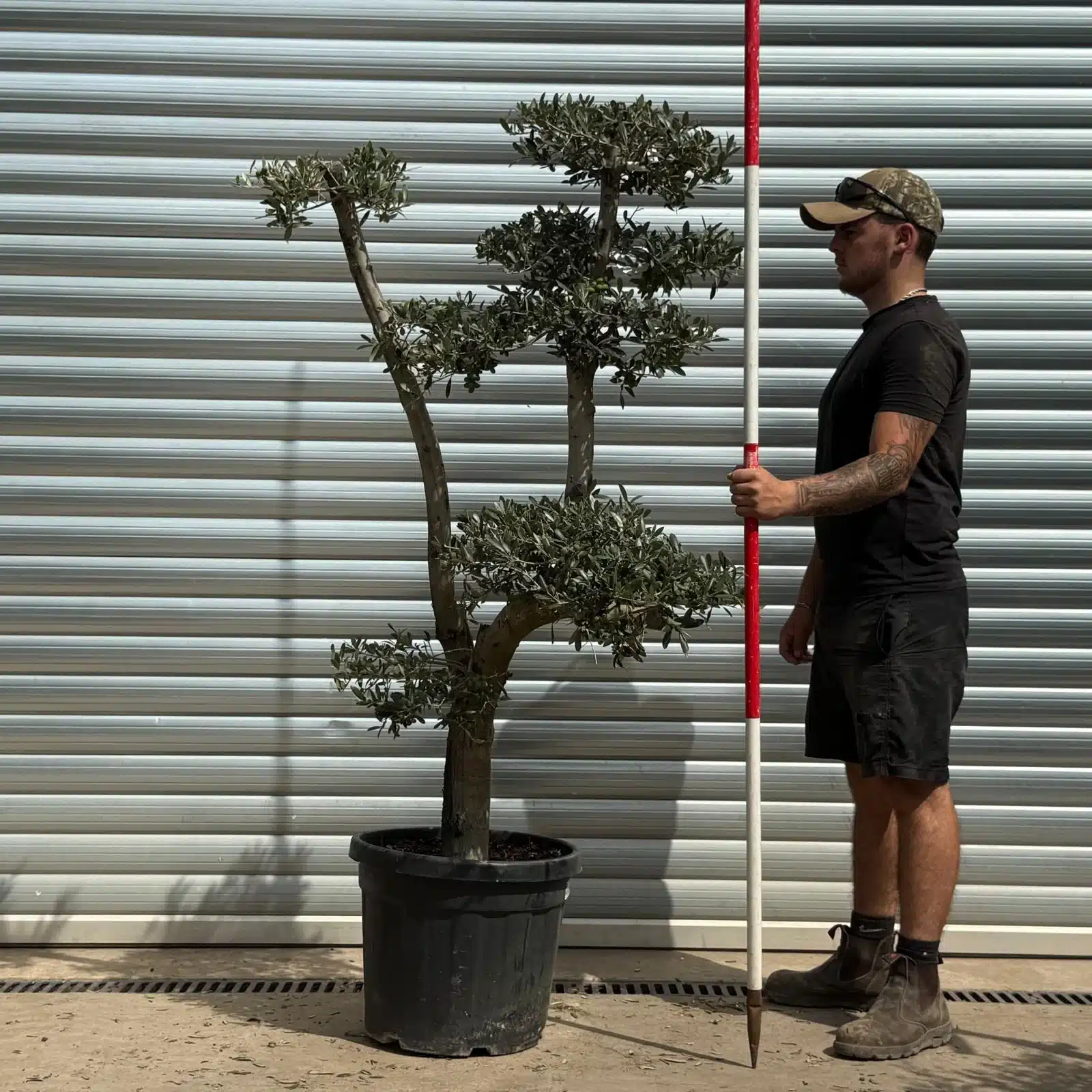 Olive Trees | Cloud Olive Trees | 22369 1 Olive Trees | Cloud Olive Trees | 22369