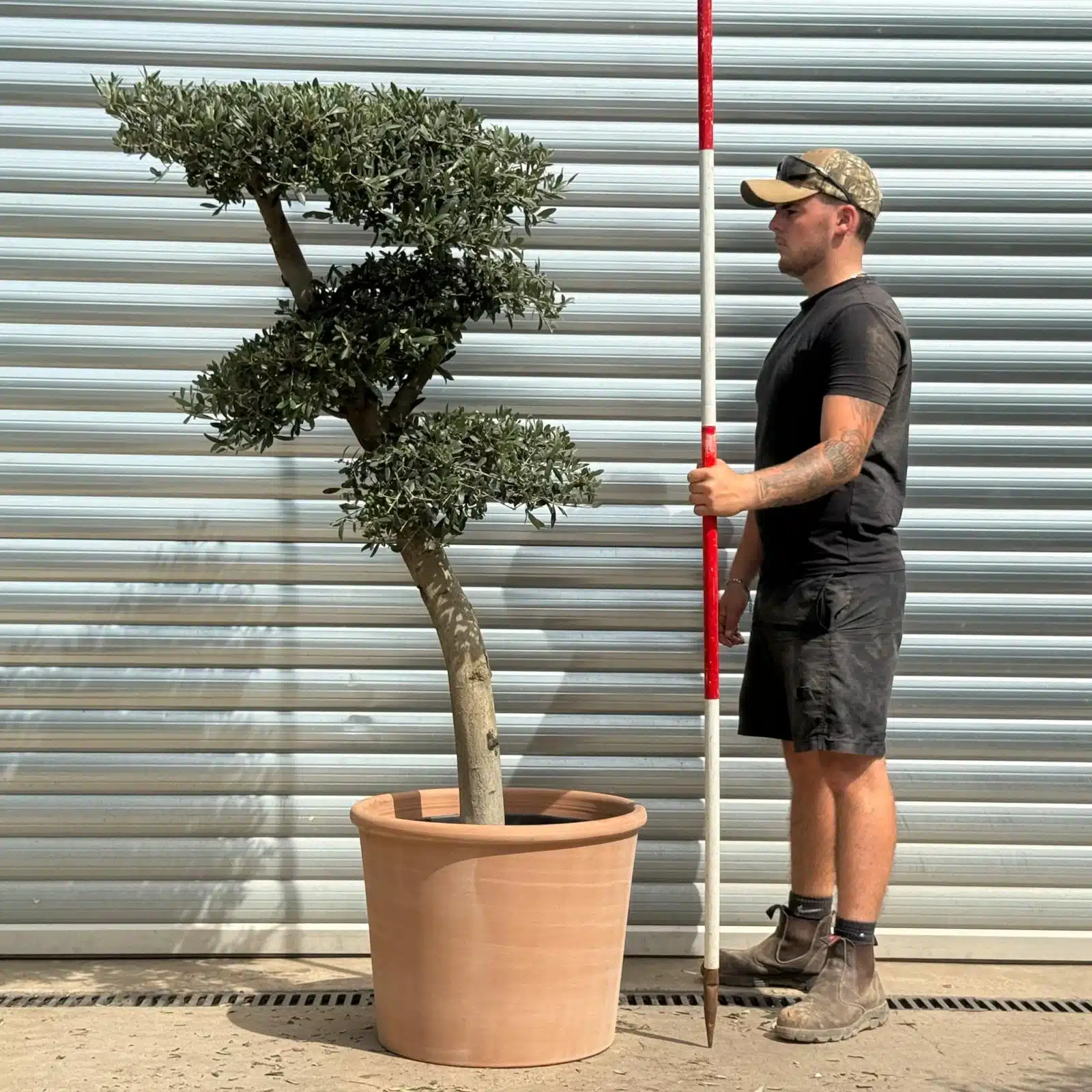 Olive Trees | Cloud Olive Trees | 22370v