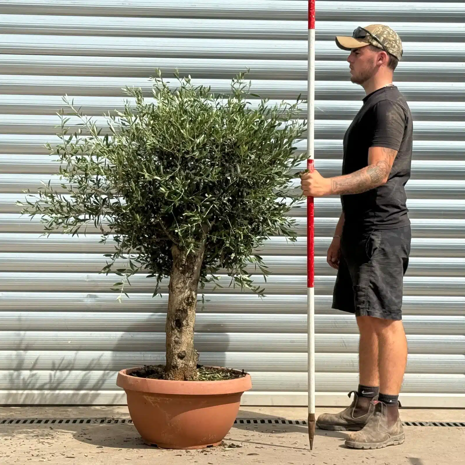 Olive Trees | Mature Olive Trees | 22374