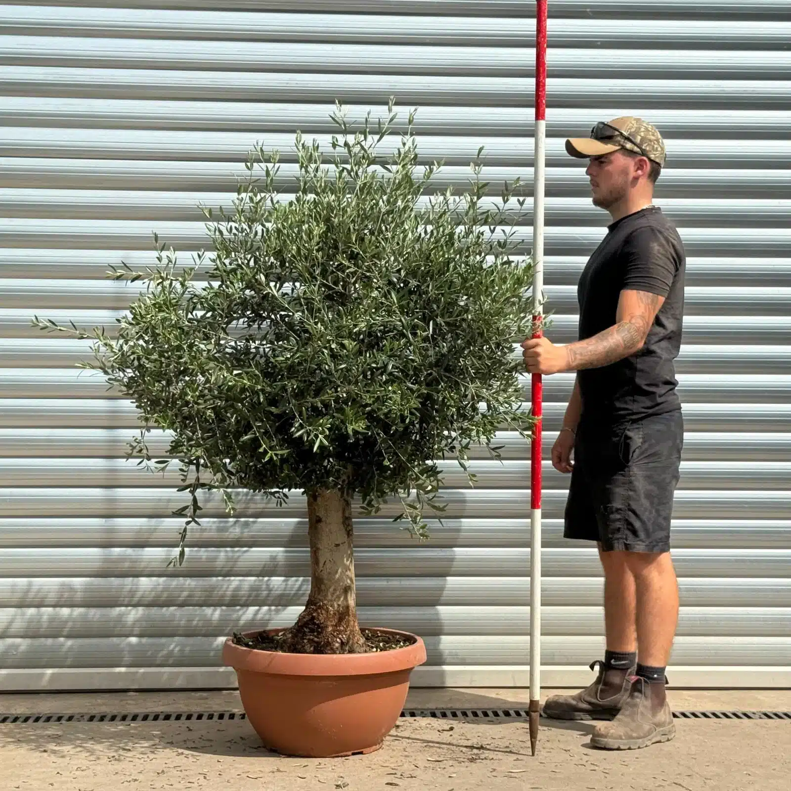 Olive Trees | Mature Olive Trees | 22376