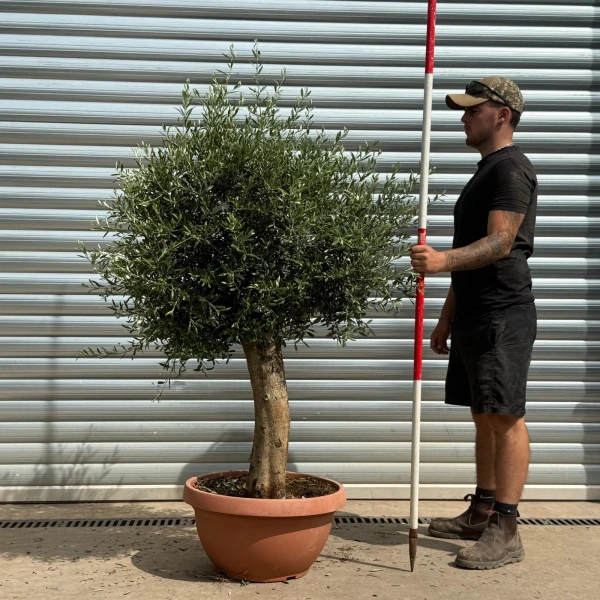 Olive Trees | Mature Olive Trees | 22379