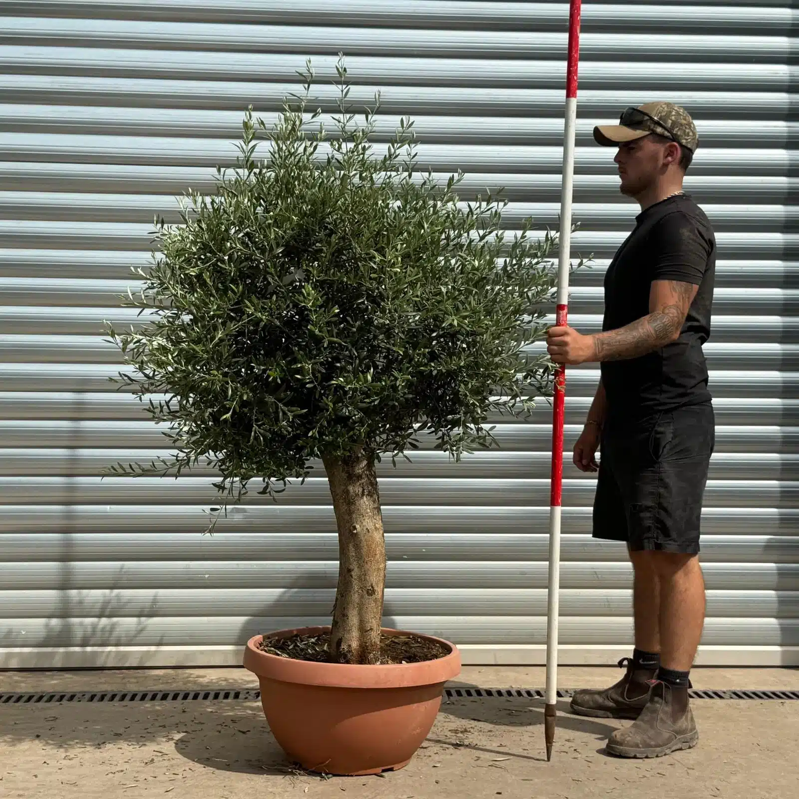 Olive Trees | Mature Olive Trees | 22379