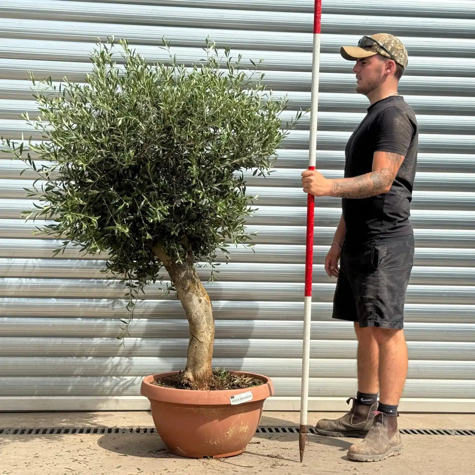 Olive Trees | Mature Olive Trees | Quirky 22381