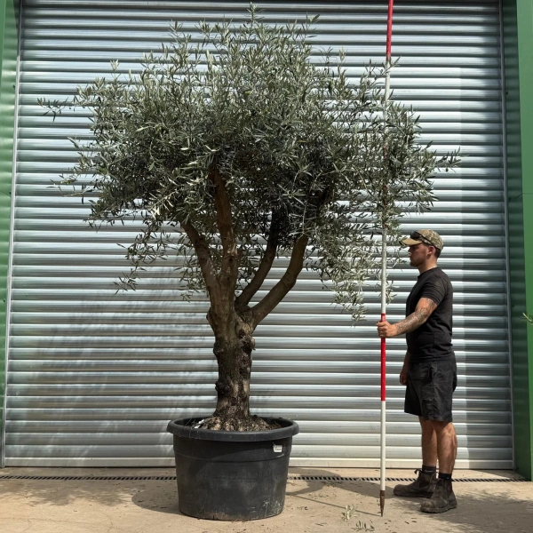 Olive Trees | Branched Olive Trees | 22383