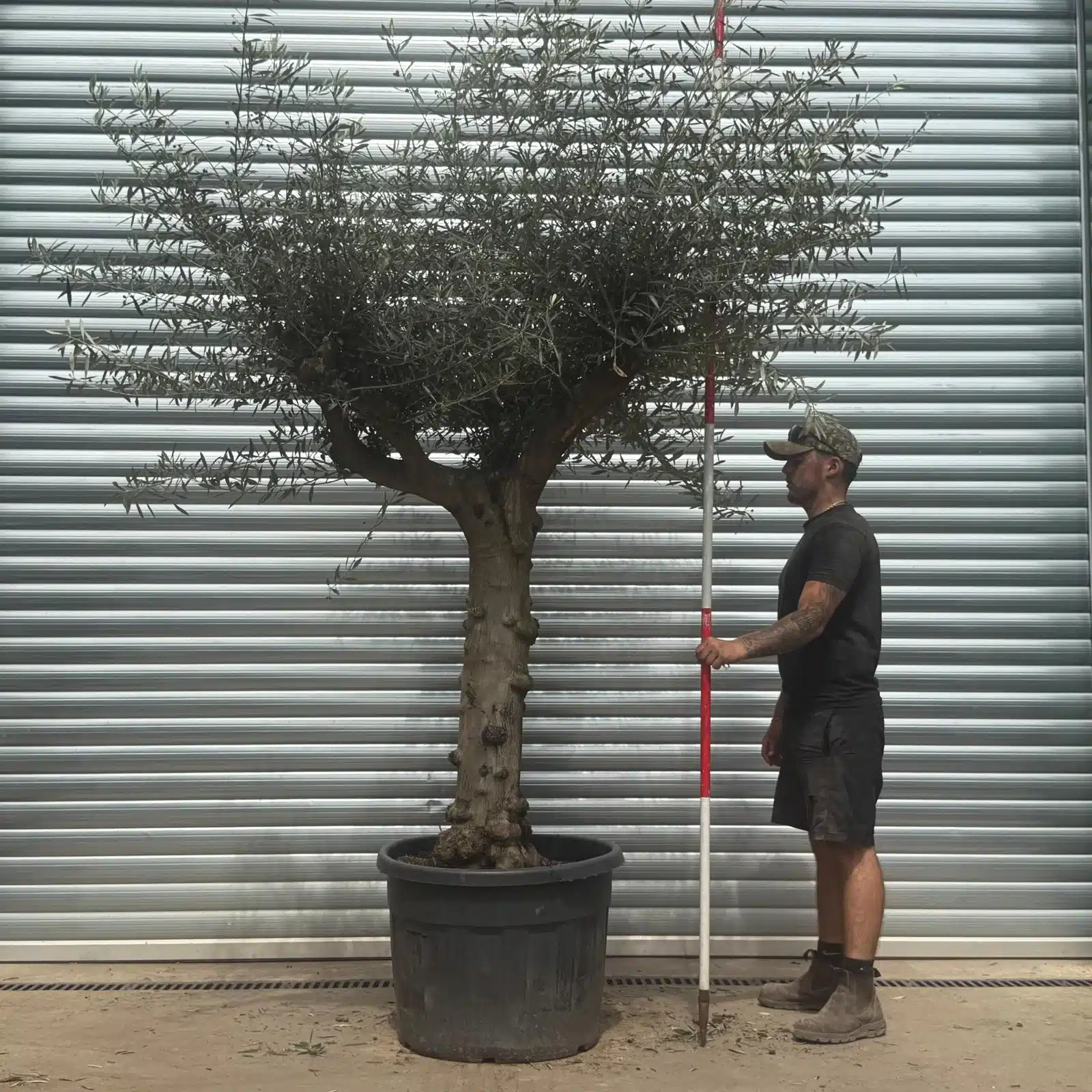 Olive Trees | Branched Olive Trees | 22384