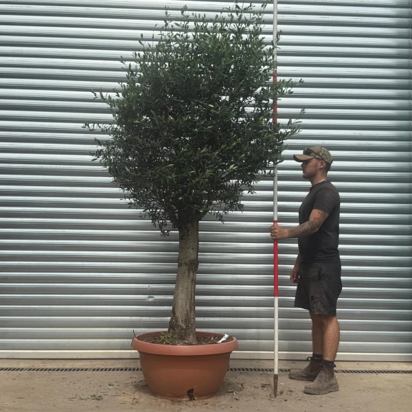 Olive Trees | Clipped Olive Trees | 22385
