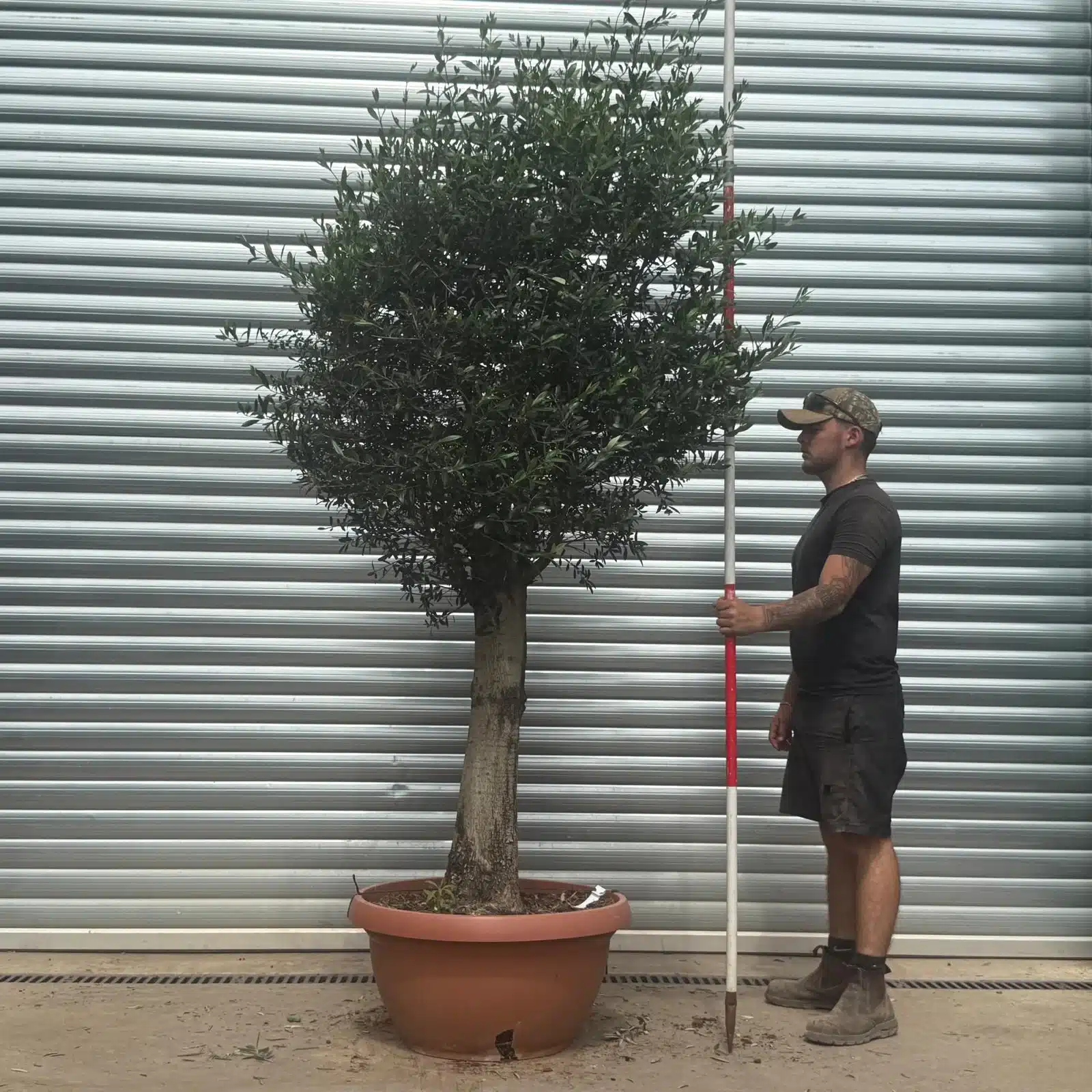 Olive Trees | Clipped Olive Trees | 22385 1 Olive Trees | Clipped Olive Trees | 22385