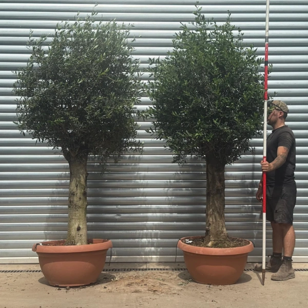 Olive Trees | Clipped Olive Trees | PAIR 22386 87