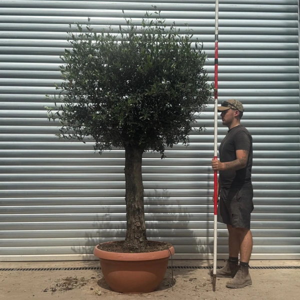 Olive Trees | Clipped Olive Trees | 22388