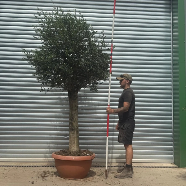 Olive Trees | Clipped Olive Trees | 22390
