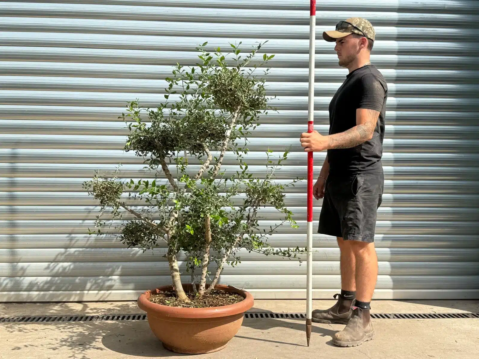 Olive Trees | Cloud Olive Trees | 22426 1 Olive Trees | Cloud Olive Trees | 22426