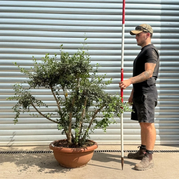 Olive Trees | Cloud Olive Trees | 22427
