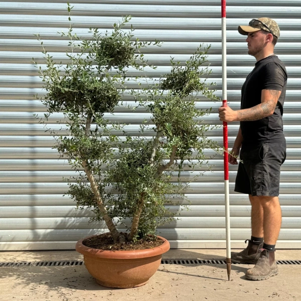 Olive Trees | Cloud Olive Trees | 22431