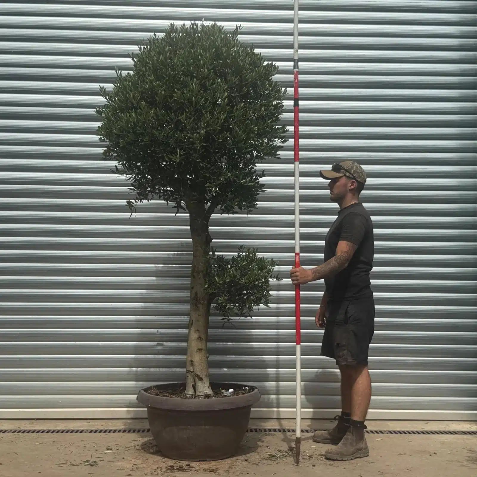 Olive Trees | Clipped Shaped Olive Trees | 22432 1 Olive Trees | Clipped Shaped Olive Trees | 22432