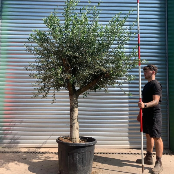 Olive Trees | Mature Olive Trees | 22433