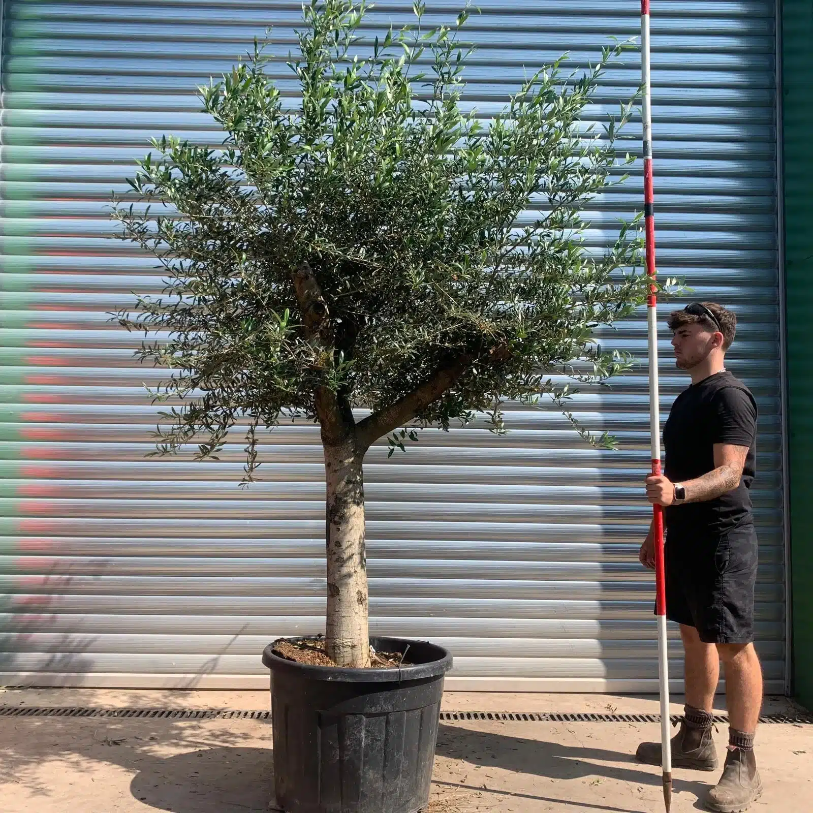 Olive Trees | Mature Olive Trees | 22433 1 Olive Trees | Mature Olive Trees | 22433