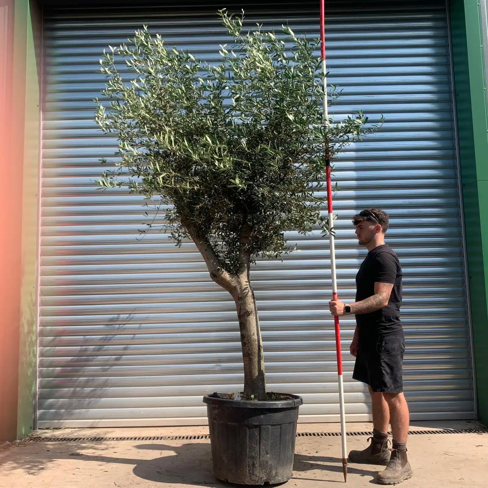 Olive Trees | Mature Olive Trees | 22434 1 Olive Trees | Mature Olive Trees | 22434