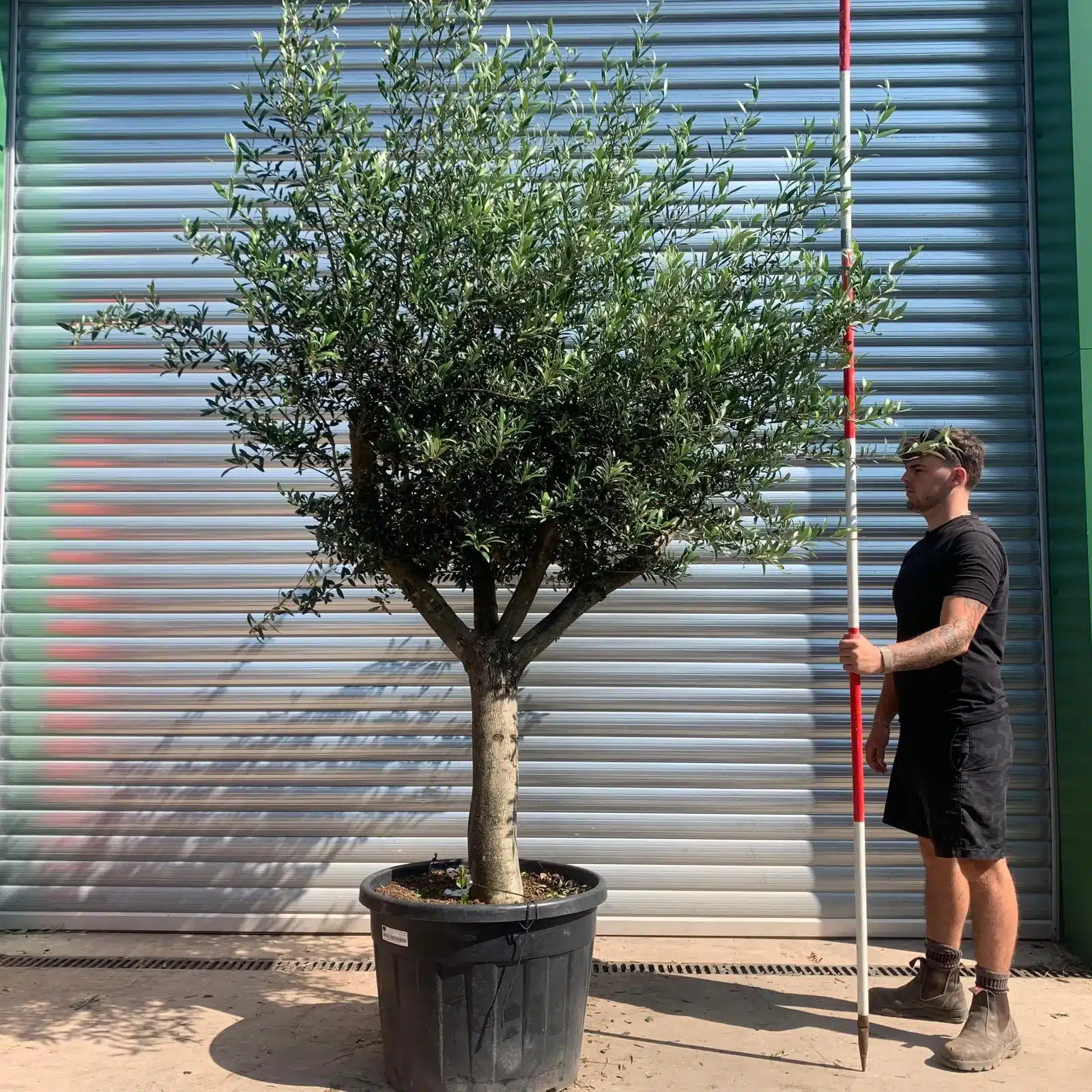 Olive Trees | Mature Olive Trees | 22435 1 Olive Trees | Mature Olive Trees | 22435