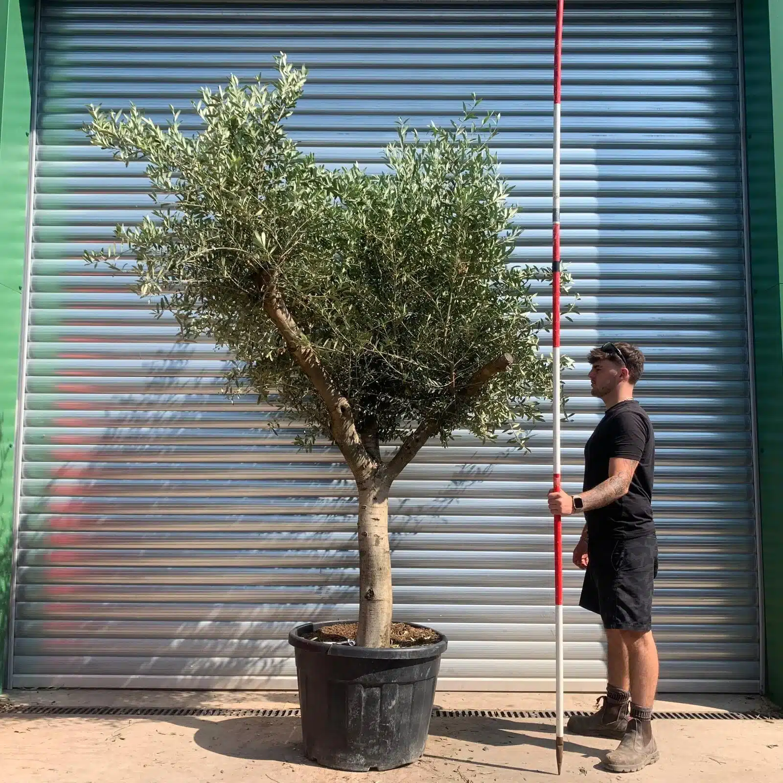 Olive Trees | Mature Olive Trees | 22436 1 Olive Trees | Mature Olive Trees | 22436