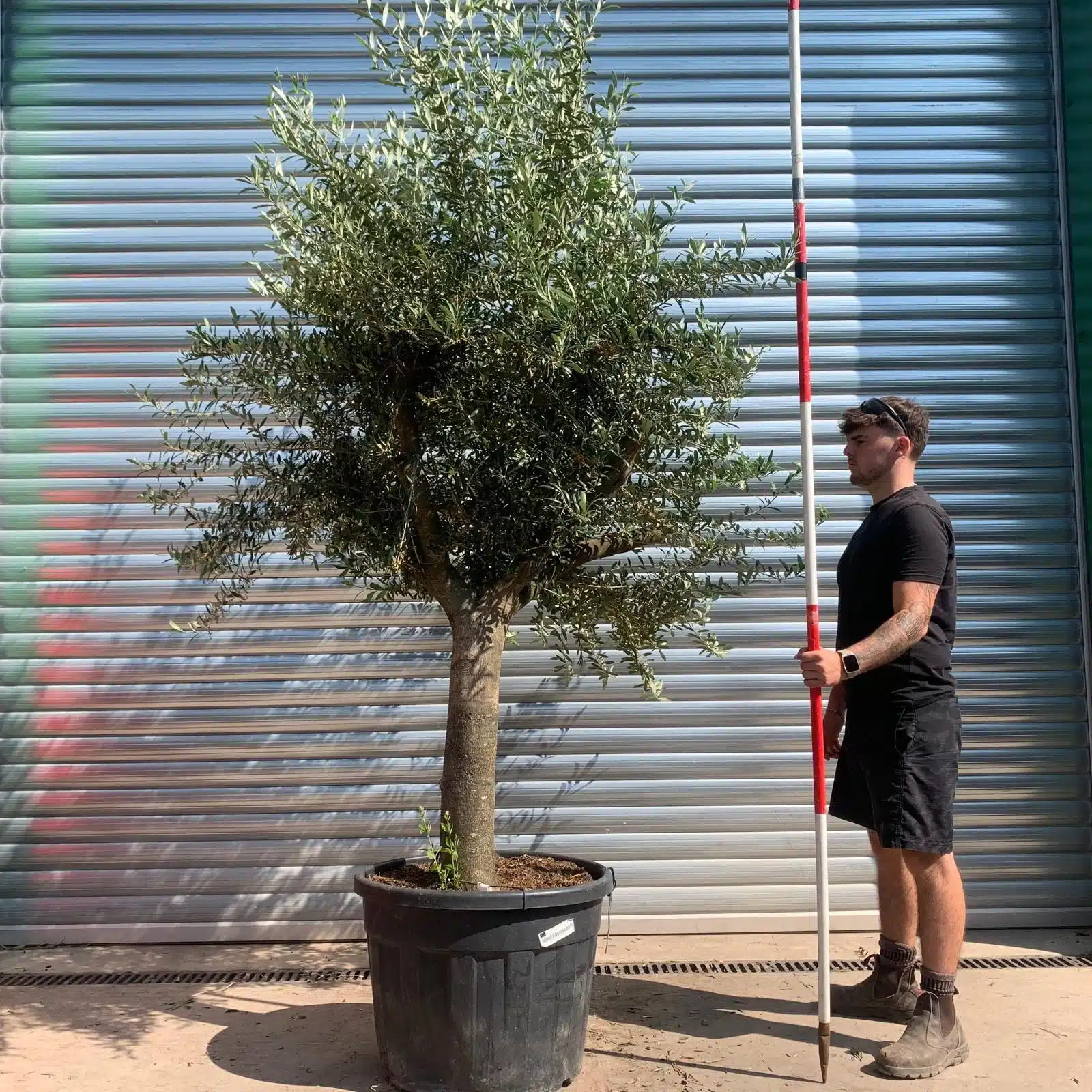 Olive Trees | Mature Olive Trees | 22437 1 Olive Trees | Mature Olive Trees | 22437