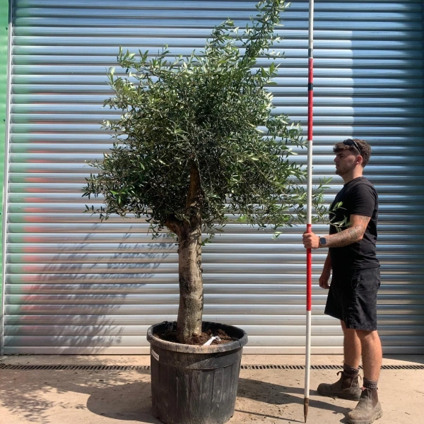 Olive Trees | Mature Olive Trees | 22438