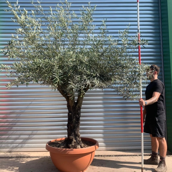 Olive Trees | Branched Olive Trees | 22439