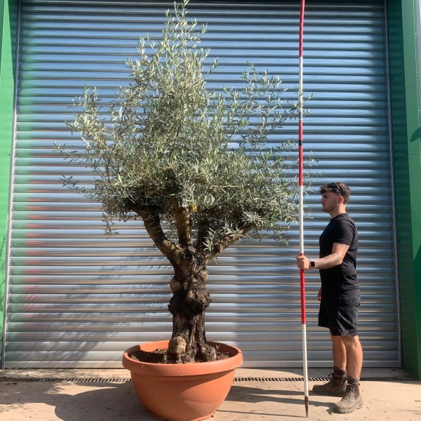 Olive Trees | Branched Olive Trees | 22440