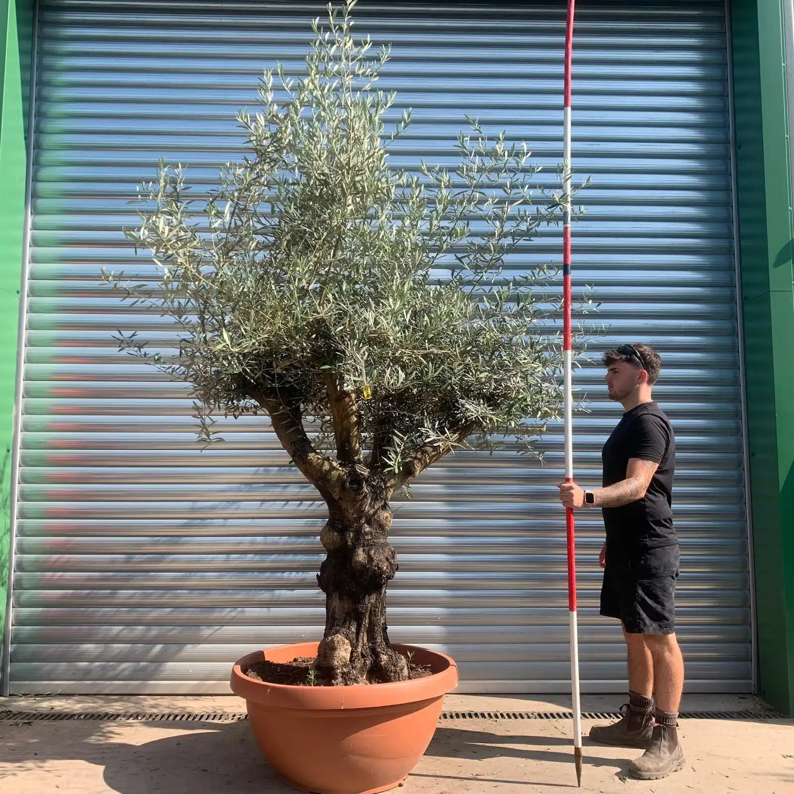 Olive Trees | Branched Olive Trees | 22440 1 Olive Trees | Branched Olive Trees | 22440