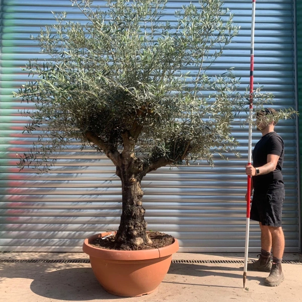 Olive Trees | Branched Olive Trees | 22441