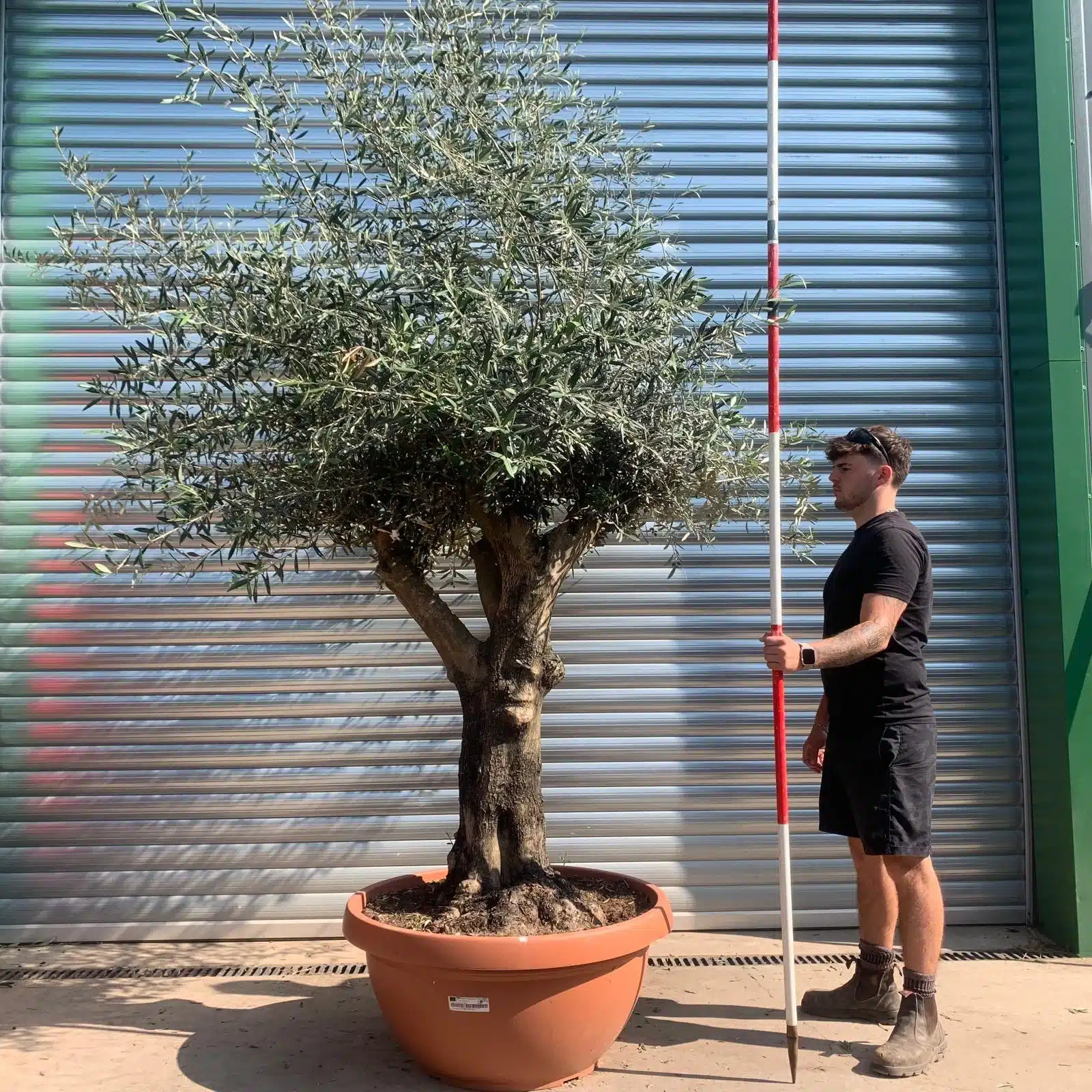 Olive Trees | Branched Olive Trees | 22442 1 Olive Trees | Branched Olive Trees | 22442