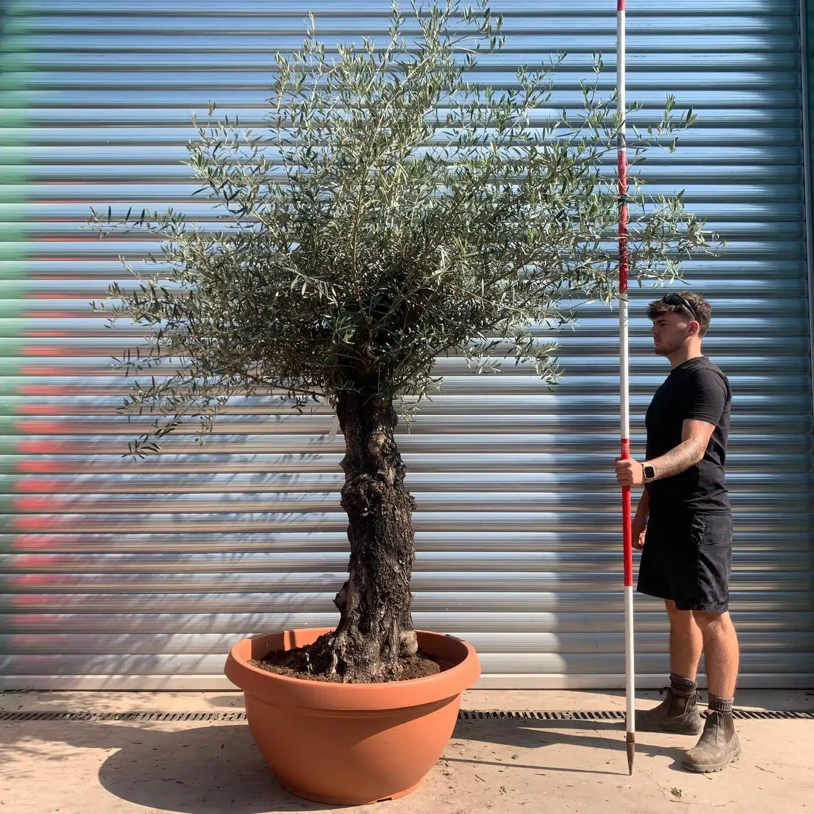 Olive Trees | Gnarly Olive Trees | 22443 1 Olive Trees | Gnarly Olive Trees | 22443