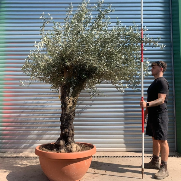 Olive Trees | Branched Olive Trees | 22444