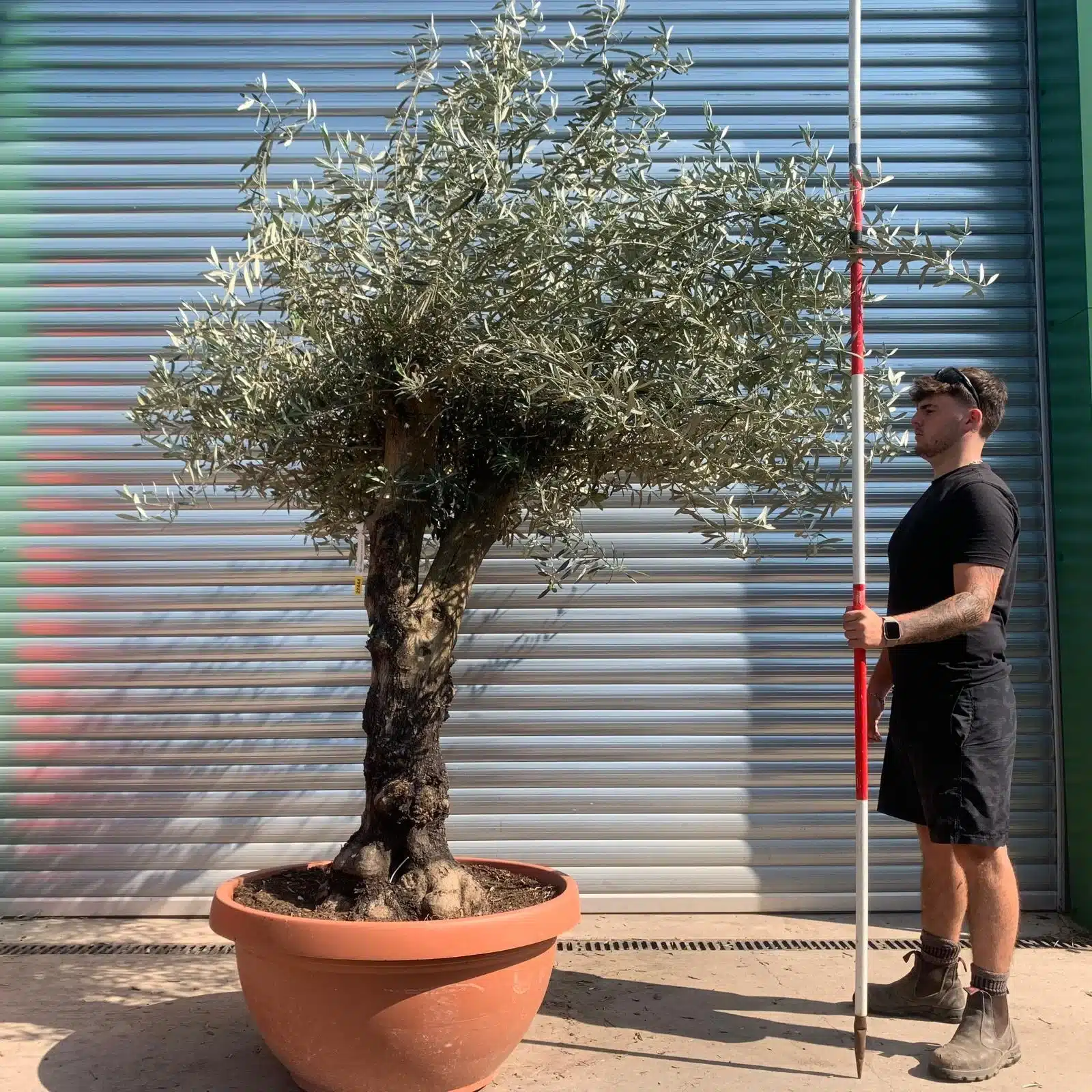 Olive Trees | Branched Olive Trees | 22444 1 Olive Trees | Branched Olive Trees | 22444