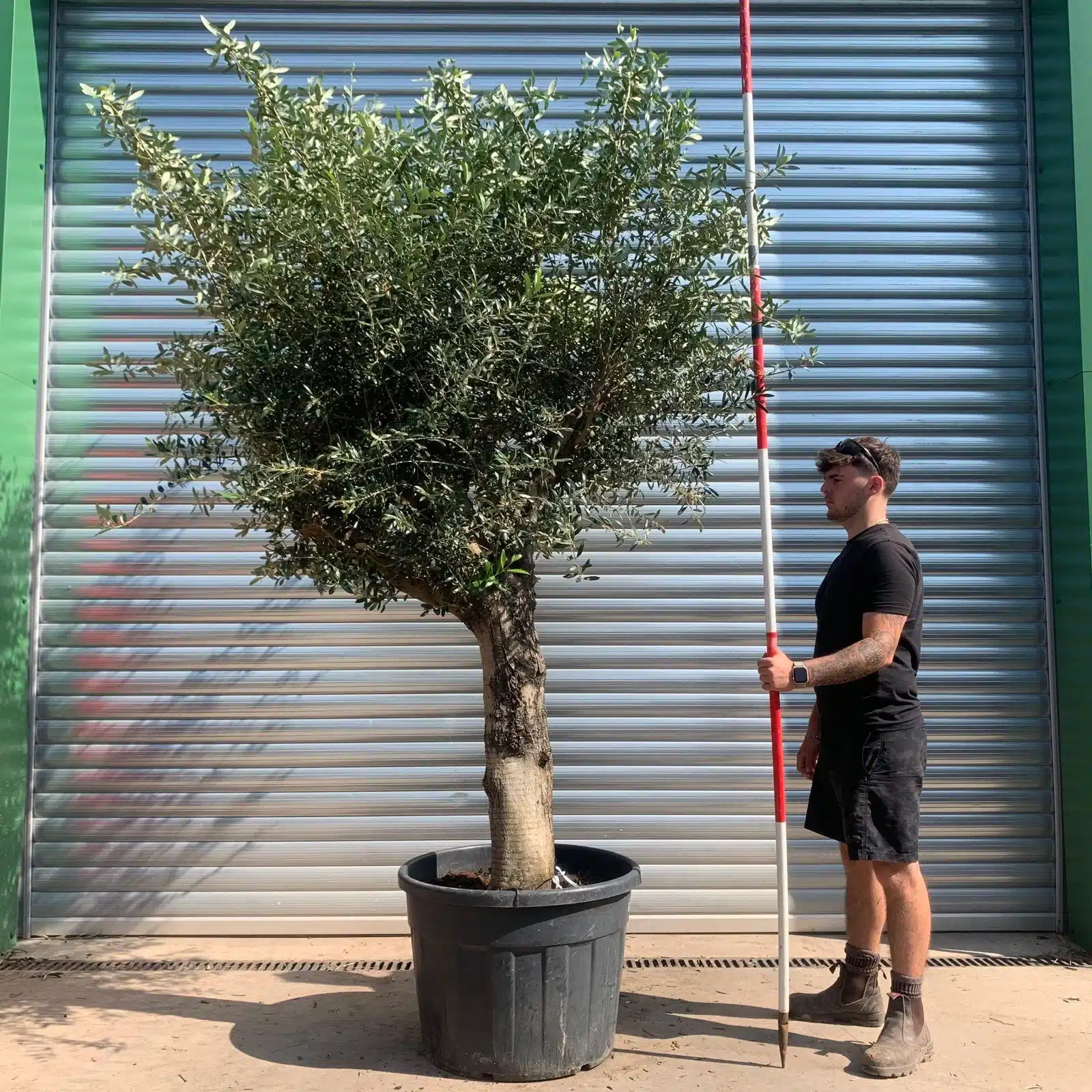 Olive Trees | Mature Olive Trees | 22445 1 Olive Trees | Mature Olive Trees | 22445