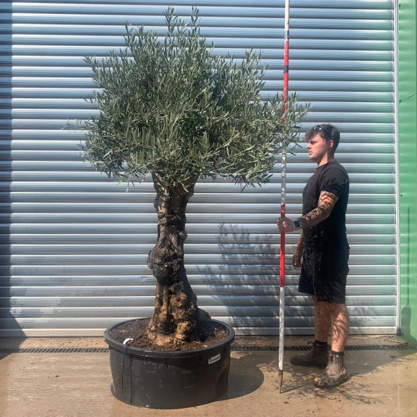 Homepage 4 Olive Trees | Branched Olive Trees | 22633
