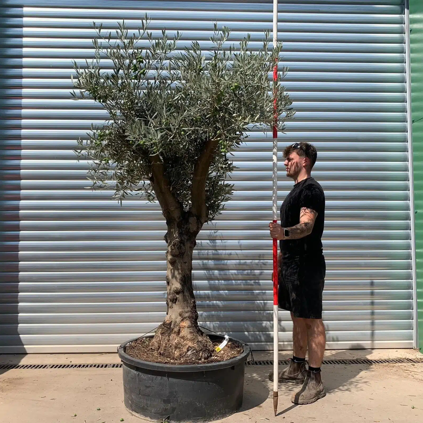 Olive Trees | Branched Olive Trees | 22634