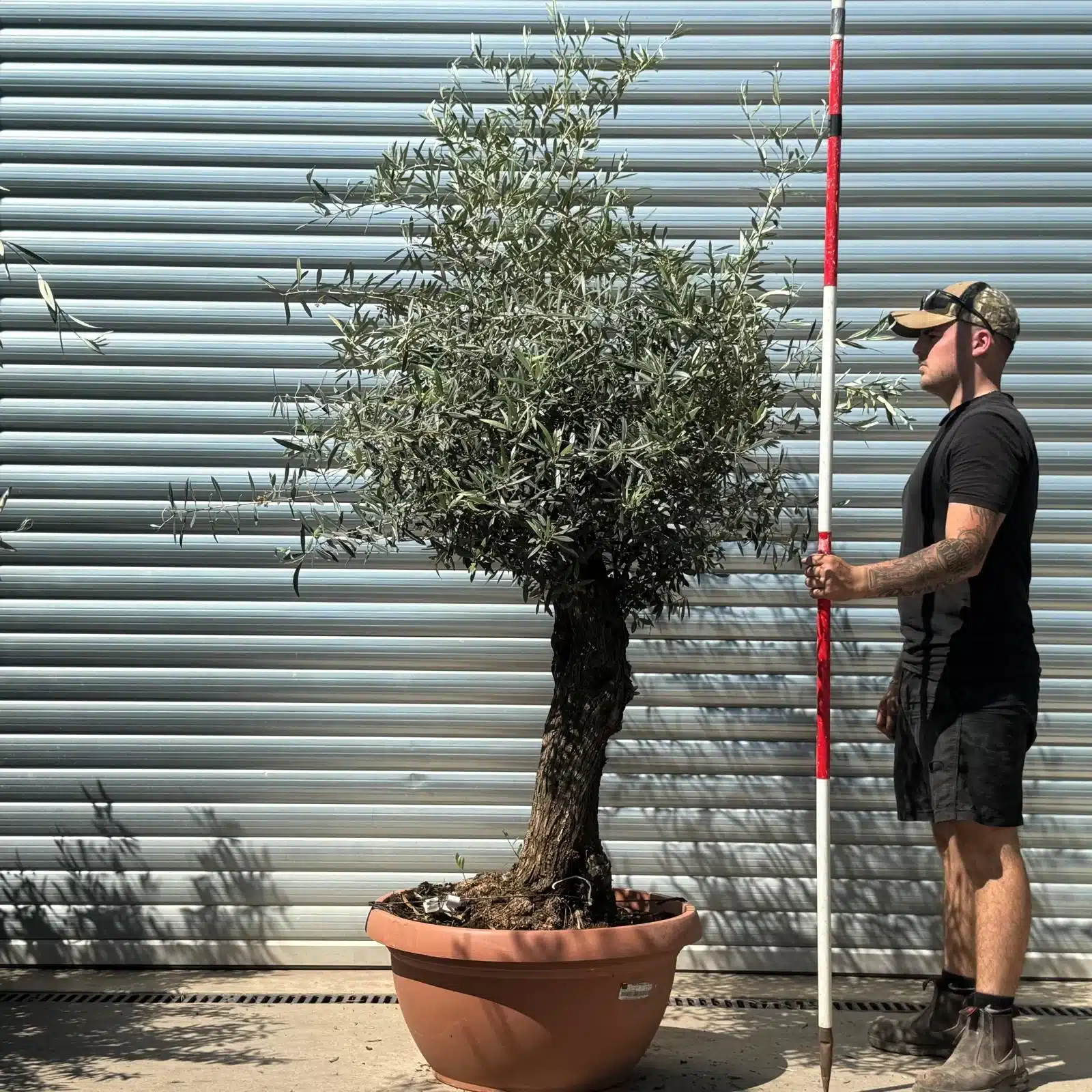 Olive Trees | Gnarly Olive Trees | 22639