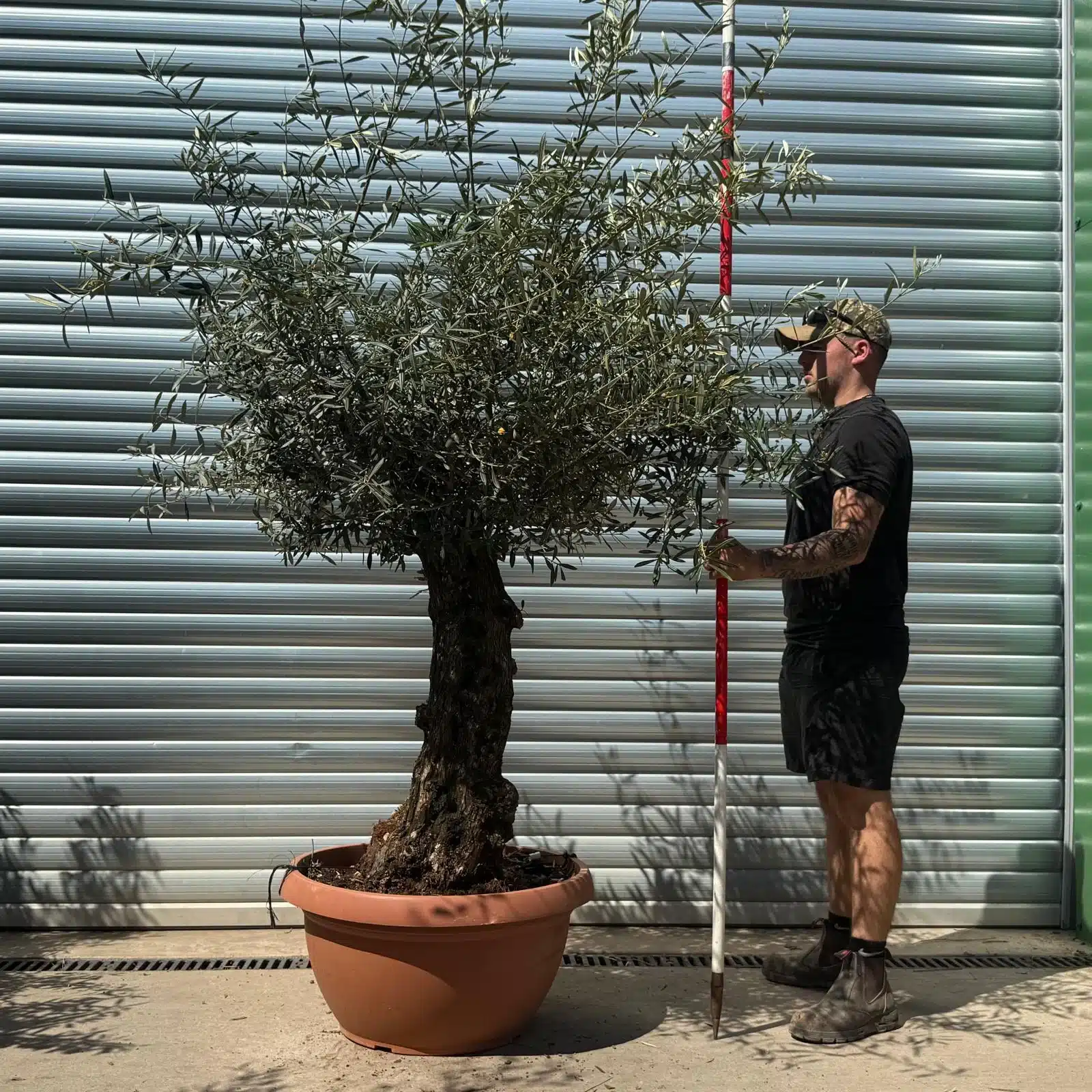 Olive Trees | Gnarly Olive Trees | 22640 1 Olive Trees | Gnarly Olive Trees | 22640