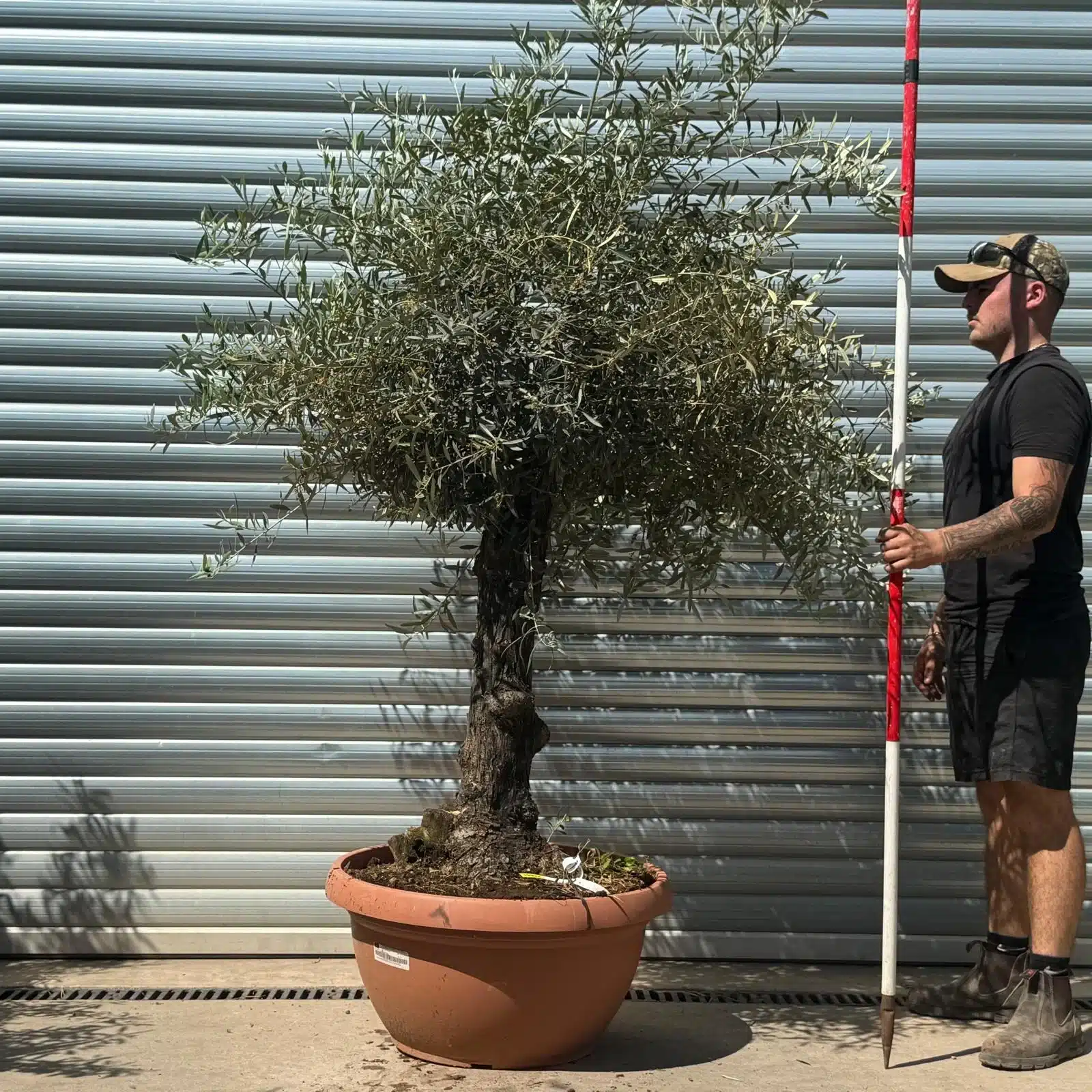 Olive Trees | Gnarly Olive Trees | 22641