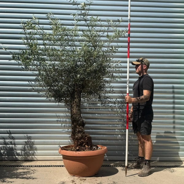 Homepage 6 Olive Trees | Gnarly Olive Trees | 22642