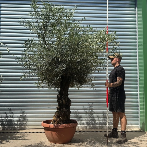 Homepage 7 Olive Trees | Gnarly Olive Trees | 22643