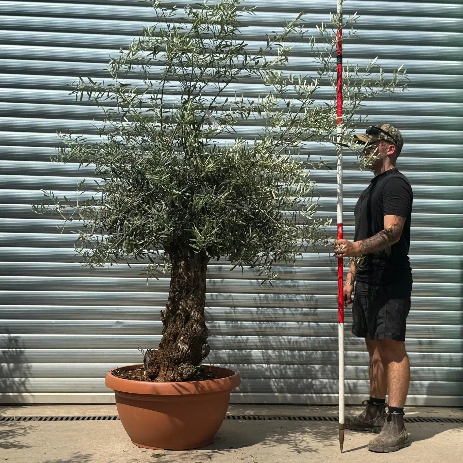 Olive Trees | Gnarly Olive Trees | 22644 1 Olive Trees | Gnarly Olive Trees | 22644