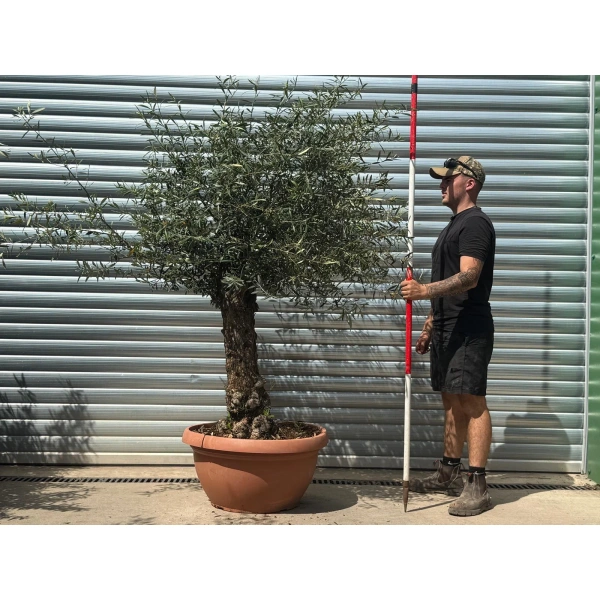 Homepage 8 Olive Trees | Gnarly Olive Trees | 22645