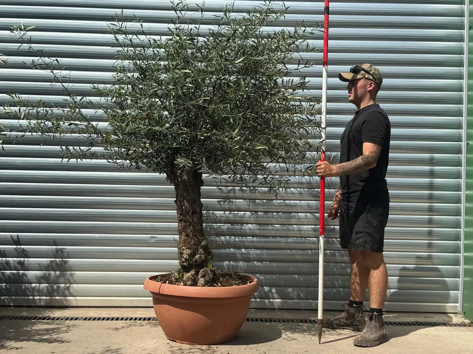 Olive Trees | Gnarly Olive Trees | 22645