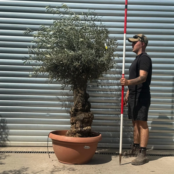 Olive Trees | Gnarly Olive Trees | 22646