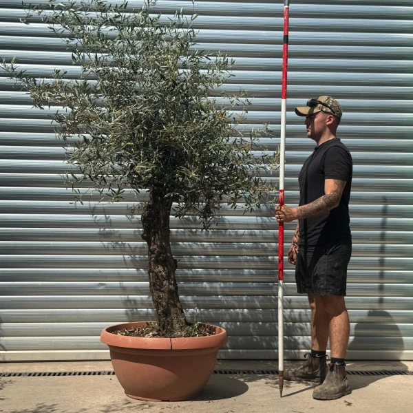 Olive Trees | Gnarly Olive Trees | 22648