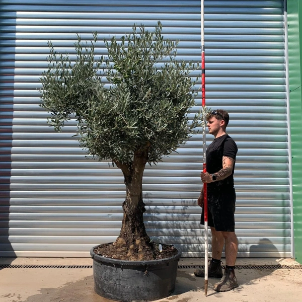 Homepage 6 Olive Trees | Branched Olive Trees | 22650