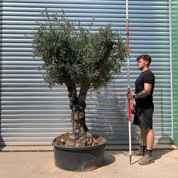 Homepage 7 Olive Trees | Branched Olive Trees | 22651